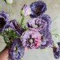 Amazing Grey Corn Poppy Flower 100 PCS Seeds