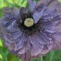 Amazing Grey Corn Poppy Flower 100 PCS Seeds