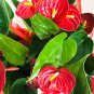Anthurium Bonsai Indoor Potted Hydroponic Flowers 120 PCS Seeds