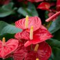 Anthurium Bonsai Indoor Potted Hydroponic Flowers 120 PCS Seeds