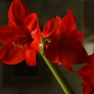 Amaryllis Pots Hippeastrum Flowers for Home and Garden Lilies 100 PCS Seeds Amaryllis Pots Hippeastrum Flowers for Home and Garden Lilies 100 PCS Seeds