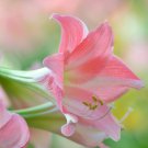Amaryllis Bonsai Pots Hippeastrum Flowers 100 PCS Seeds