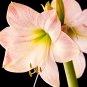 Amaryllis Bonsai Pots Hippeastrum Flowers 100 PCS Seeds