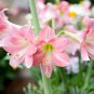 Amaryllis Bonsai Pots Hippeastrum Flowers 100 PCS Seeds
