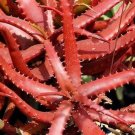 Aloe Vanbalenii Octopus Aloe 5 PCS Seeds Aloe Vanbalenii Octopus Aloe 5 PCS Seeds