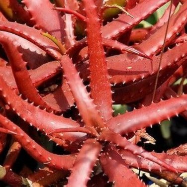 Aloe Vanbalenii Octopus Aloe 5 PCS Seeds