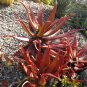 Aloe Vanbalenii Octopus Aloe 5 PCS Seeds