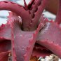 Aloe Vanbalenii Octopus Aloe 5 PCS Seeds