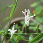 Andrographis Paniculata Green Chiretta 50 PCS Seeds