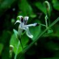 Andrographis Paniculata Green Chiretta 50 PCS Seeds