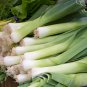 American Flag Leek 5 PCS Seeds