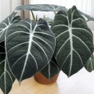 alocasia Elephant Ear Seeds Taro 'Black Velvet' 20 PCS Seeds alocasia Elephant Ear Seeds Taro 'Black Velvet' 20 PCS Seeds
