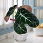alocasia Elephant Ear Seeds Taro 'Black Velvet' 20 PCS Seeds