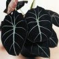 alocasia Elephant Ear Seeds Taro 'Black Velvet' 20 PCS Seeds