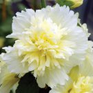 Alcea 'Junle Lemon' 100 PCS Seeds Alcea 'Junle Lemon' 100 PCS Seeds