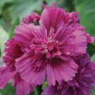 Alcea 'Queeny Purple' 100 PCS Seeds Alcea 'Queeny Purple' 100 PCS Seeds