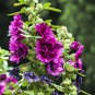 Alcea 'Queeny Purple' 100 PCS Seeds