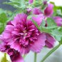 Alcea 'Queeny Purple' 100 PCS Seeds
