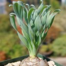Albuca concordiana Fresh 10 PCS Seeds Albuca concordiana Fresh 10 PCS Seeds