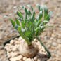 Albuca concordiana Fresh 10 PCS Seeds