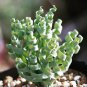 Albuca concordiana Fresh 10 PCS Seeds