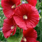 Alcea 'Nostalgia Red' 100 PCS Seeds Alcea 'Nostalgia Red' 100 PCS Seeds