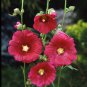 Alcea 'Nostalgia Red' 100 PCS Seeds