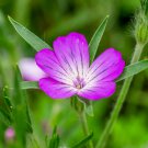 agrostemma githago Flower Home Garden 100 PCS Seeds agrostemma githago Flower Home Garden 100 PCS Seeds