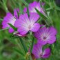 agrostemma githago Flower Home Garden 100 PCS Seeds