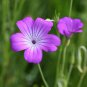 agrostemma githago Flower Home Garden 100 PCS Seeds