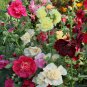 Alcea Mixed Double Flowers 100 PCS Seeds