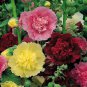 Alcea Mixed Double Flowers 100 PCS Seeds