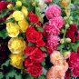 Alcea Mixed Double Flowers 100 PCS Seeds