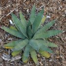 Agave xylonacantha 10 PCS Seeds