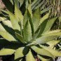 Agave xylonacantha 10 PCS Seeds