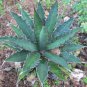Agave xylonacantha 10 PCS Seeds