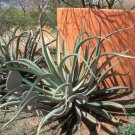Agave vilmoriniana 10 PCS Seeds