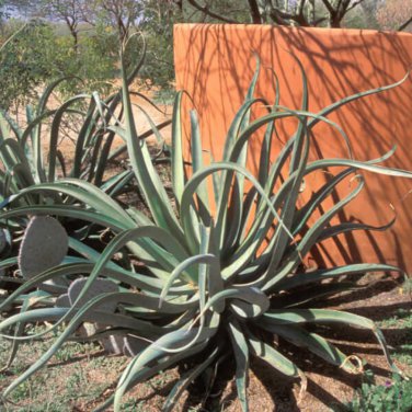 Agave vilmoriniana 10 PCS Seeds