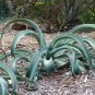 Agave vilmoriniana 10 PCS Seeds
