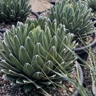 Agave Victoriae-Reginae 10 PCS Seeds