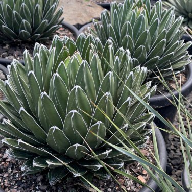 Agave Victoriae-Reginae 10 PCS Seeds