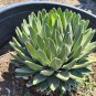 Agave Victoriae-Reginae 10 PCS Seeds