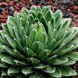 Agave Victoriae-Reginae 10 PCS Seeds