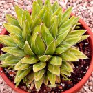 Agave triangularis 'Subintegra' 10 PCS Seeds