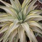 Agave triangularis 'Subintegra' 10 PCS Seeds