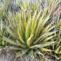 Agave triangularis 'Subintegra' 10 PCS Seeds