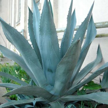 Agave Temacapulinensis Garden Plants 10 PCS Seeds