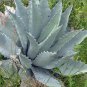 Agave Temacapulinensis Garden Plants 10 PCS Seeds