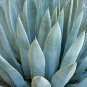 Agave Temacapulinensis Garden Plants 10 PCS Seeds
