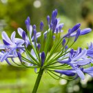 Agapanthus Africanus Flower 100 PCS Seeds